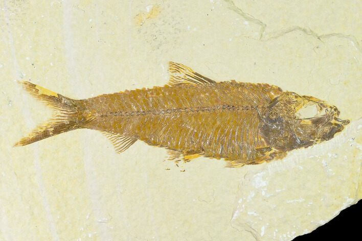 Fossil Fish (Knightia) - Wyoming #144191